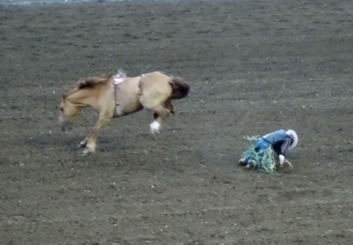 Rodeo Bucking Contest